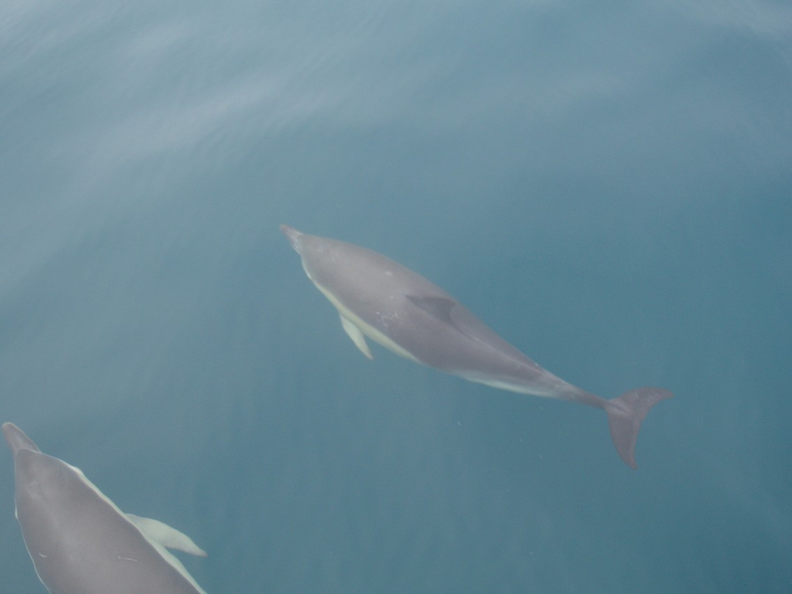 216   30 01   Kaikoura